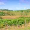 a brown and green landscape with green vines and blue sky