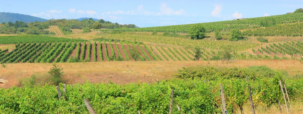 a brown and green landscape with green vines and blue sky