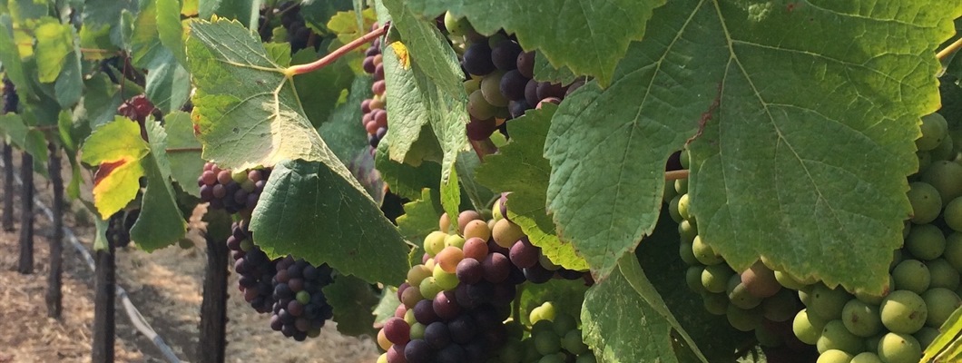 vine with grapes and large green leaves