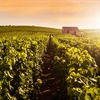 Leafy vineyards with golden light