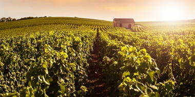 Latest Update: Chardonnay Rosé in Champagne