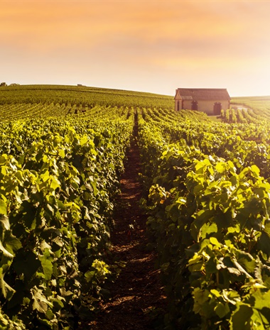 Latest Update: Chardonnay Rosé in Champagne