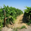 Latest Updates: Asti Rosato, Columbia Hills AVA, Sherry Pagos, and Mexico Refresh