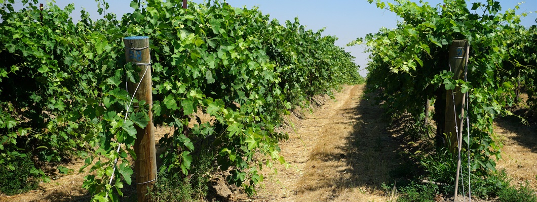 Latest Updates: Asti Rosato, Columbia Hills AVA, Sherry Pagos, and Mexico Refresh