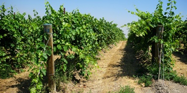 Latest Updates: Asti Rosato, Columbia Hills AVA, Sherry Pagos, and Mexico Refresh