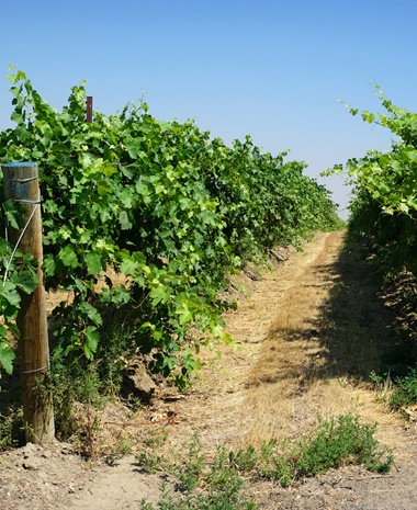 Latest Updates: Asti Rosato, Columbia Hills AVA, Sherry Pagos, and Mexico Refresh