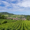 green vines with town in the background and blue sky with clouds above