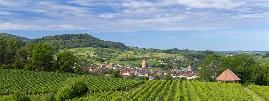 green vines with town in the background and blue sky with clouds above