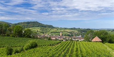 Decoding Jura's Wine Styles