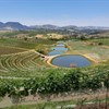 curving rows of vines around a body of water with hills in the distance