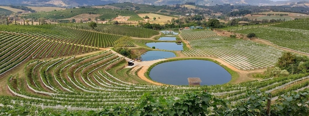 curving rows of vines around a body of water with hills in the distance