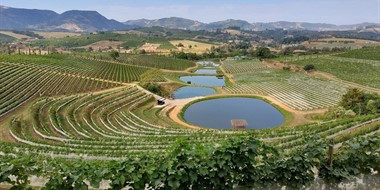 The Wines of Brazil: An Introduction to Brazilian Viticulture and Cultivars