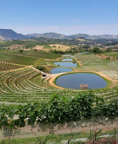 The Wines of Brazil: An Introduction to Brazilian Viticulture and Cultivars