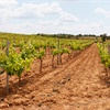 Vineyard on reddish soil with wide-spaced vines