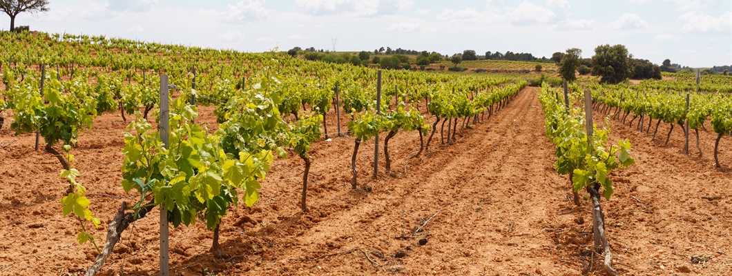 Vineyard on reddish soil with wide-spaced vines