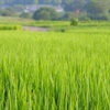 green rice plants growing with trees and buildings in the far background