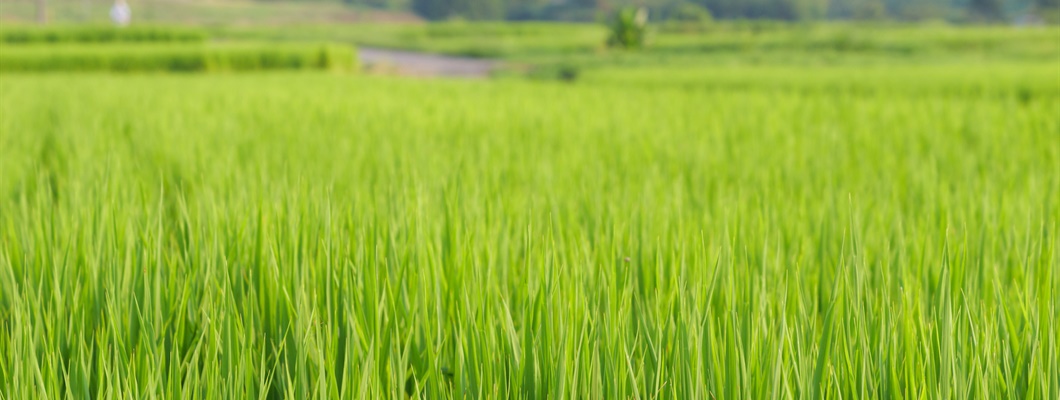 green rice plants growing with trees and buildings in the far background