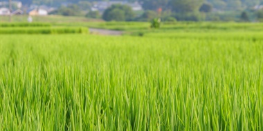 An Introduction to Sake Rice