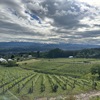 Green vines with cloudy sky above