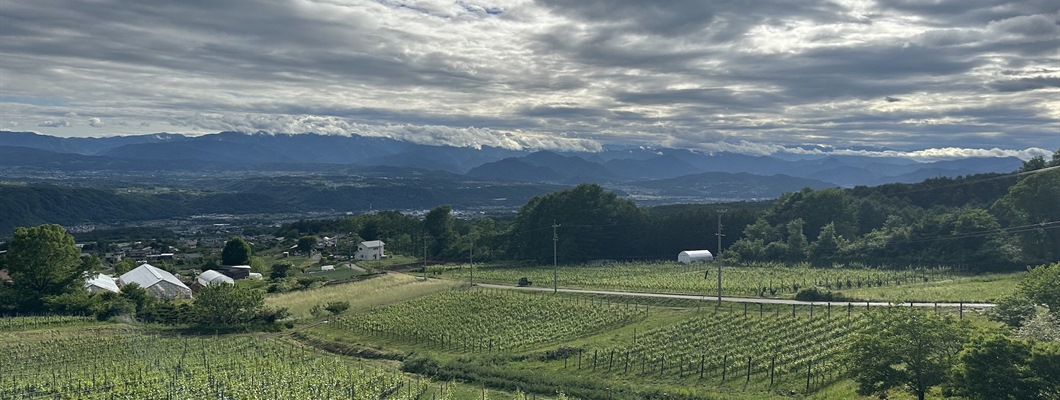Green vines with cloudy sky above
