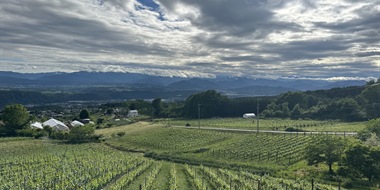 The Rise of Japanese Wine