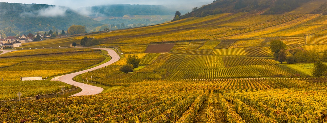 Autumn vineyards colored yellow, orange, and brown, seen from above.