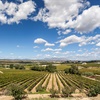 Green vines over brown earth with blue sky and puffy white clouds above.