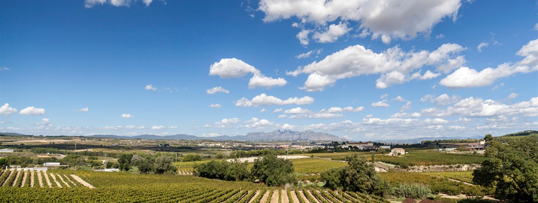 Green vines over brown earth with blue sky and puffy white clouds above.