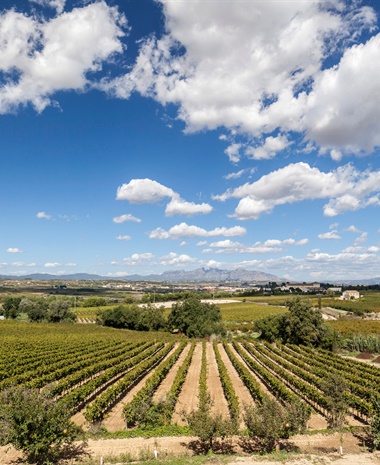 Four Years Later, Premium Cava Is Still Making Its Case