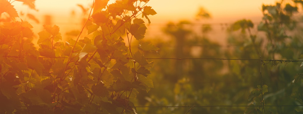 Vineyard backlit by a sunset