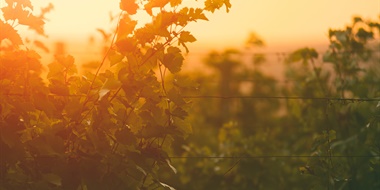 Natural Wine beyond Romanticism