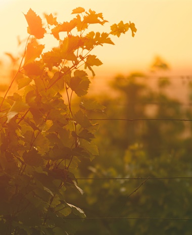 Natural Wine beyond Romanticism