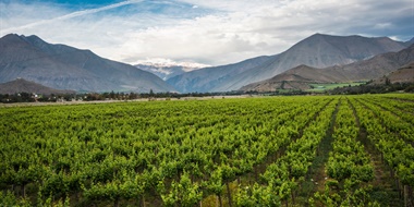 Climate and Wine: Holding On