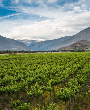 Climate and Wine: Holding On