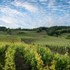 Collective Rigor, Individual Expression: Understanding Special Club Champagne