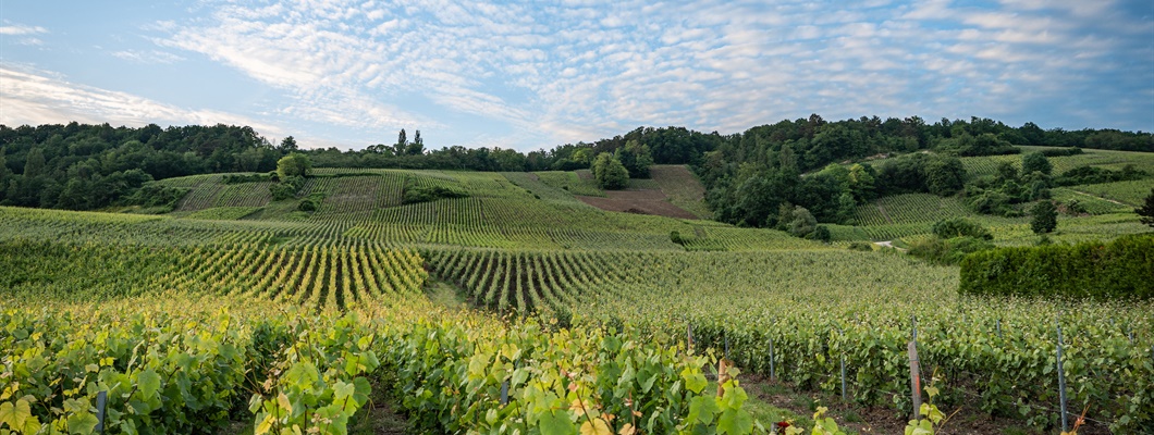 Collective Rigor, Individual Expression: Understanding Special Club Champagne