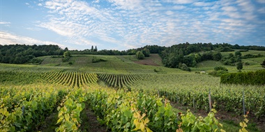 Collective Rigor, Individual Expression: Understanding Special Club Champagne