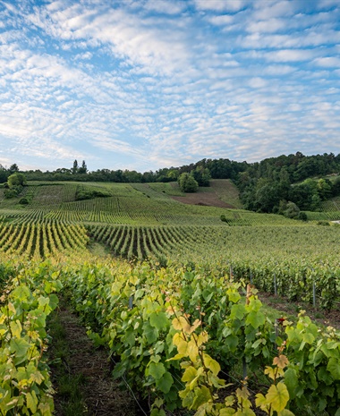 Collective Rigor, Individual Expression: Understanding Special Club Champagne