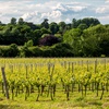 Green-yellow vines with forest and cloud-filled sky in the background