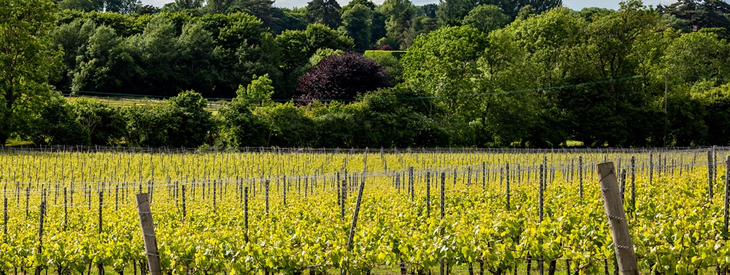 Green-yellow vines with forest and cloud-filled sky in the background
