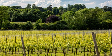 Coming of Age: The State of British Wine Today