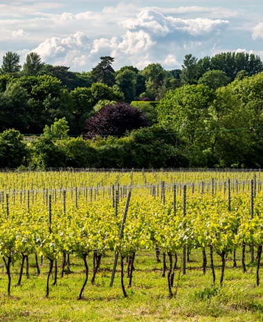 Coming of Age: The State of British Wine Today