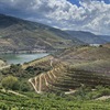 Vineyards on hills with blue sky and river in the background