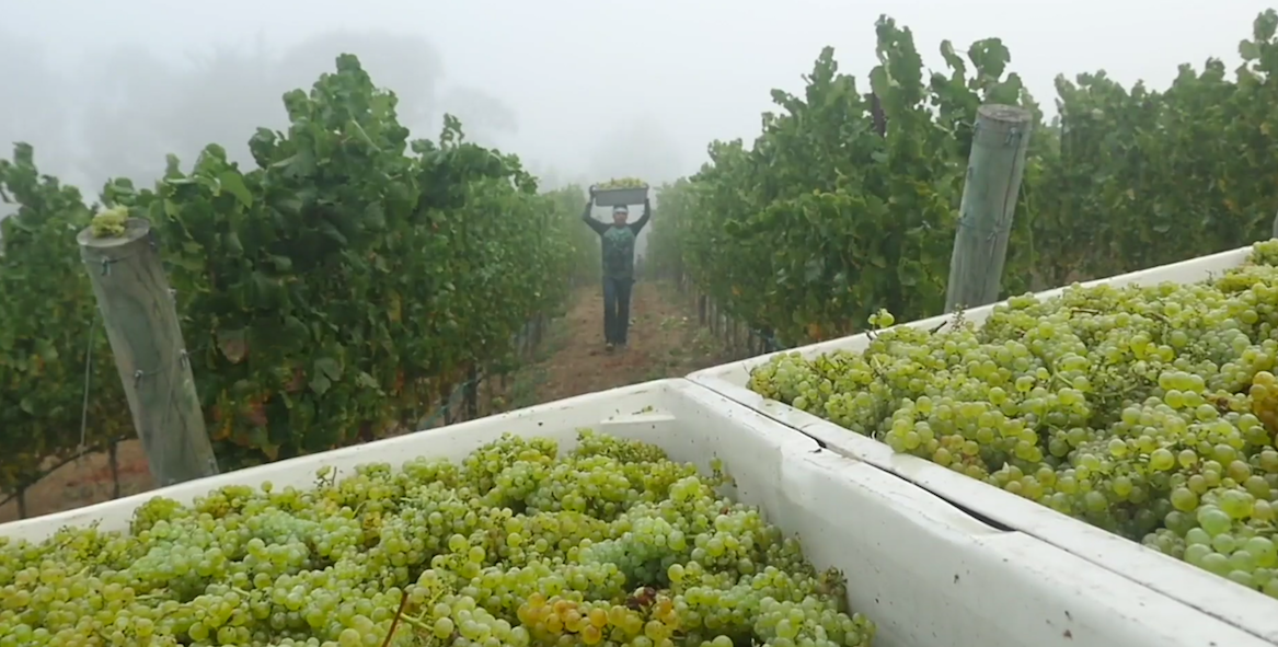 Viticulture