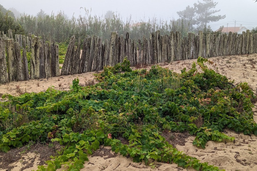 Caption Text Goes Here