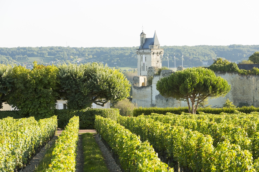 Vines and a castle in Chinon
