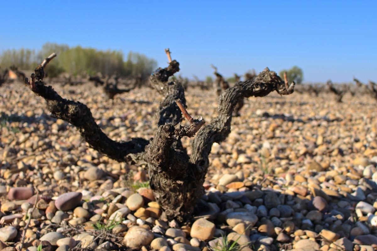 Tempranillo bush vine
