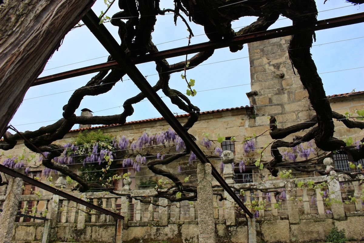200-year-old Albarino vine