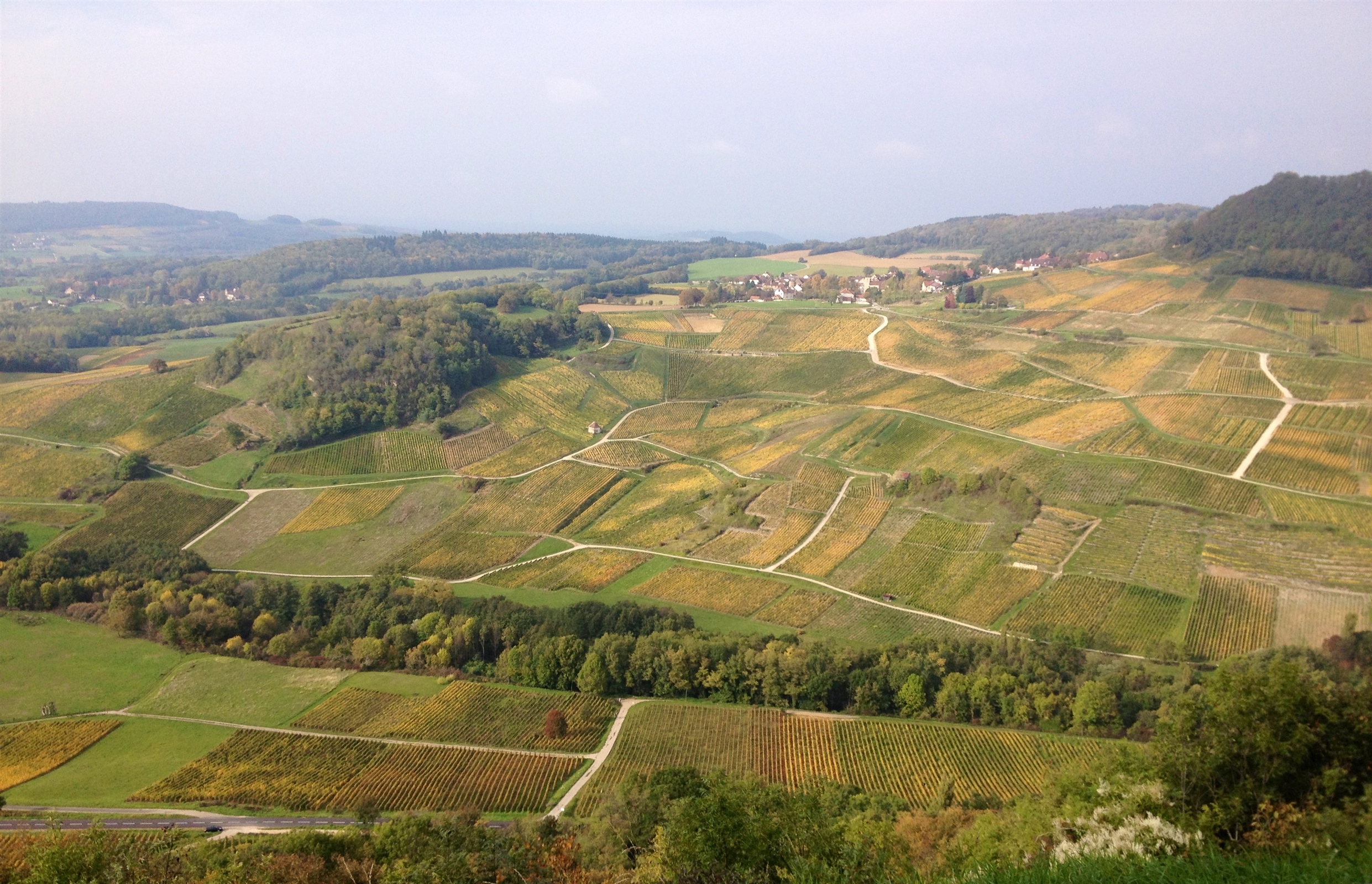 Jura Vineyards
