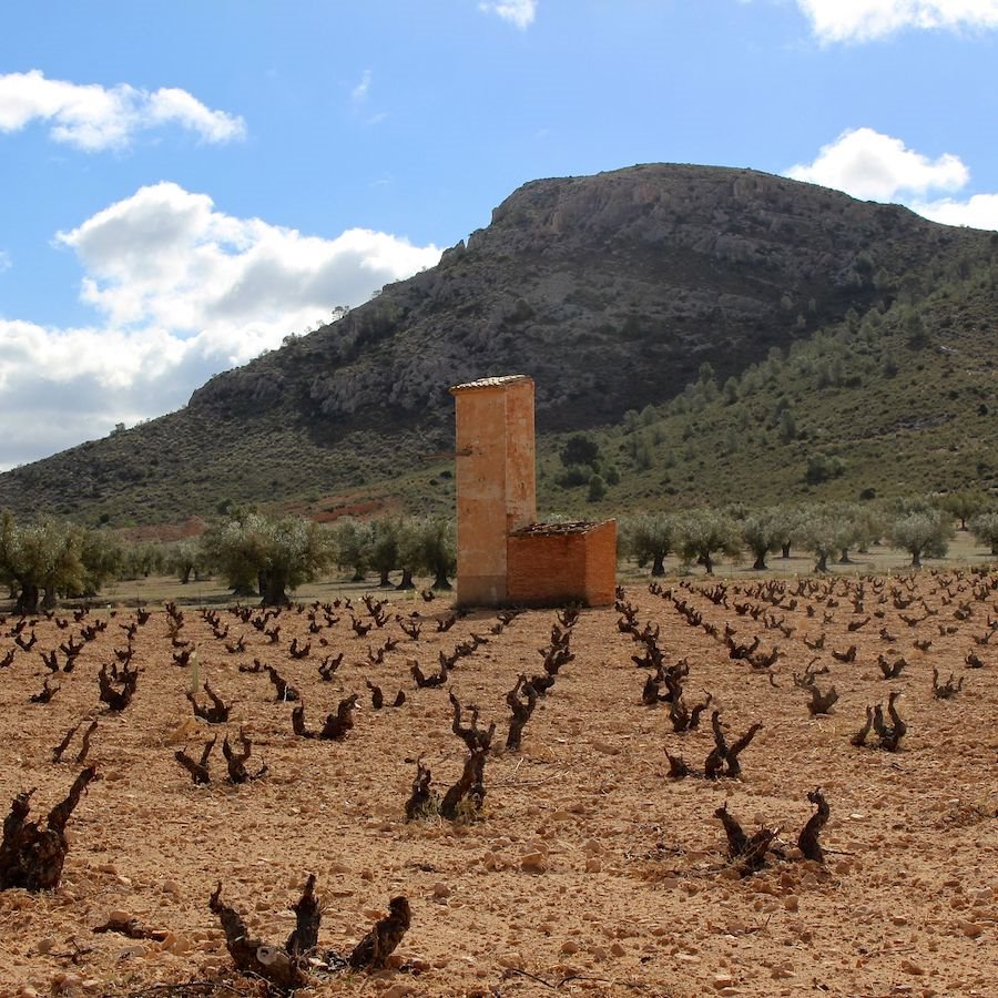 Old vine Monastrell in Alicante